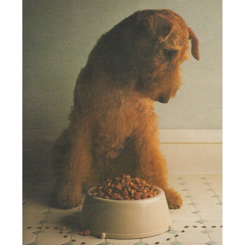 1991 Airedale Terrier Breed Vintage Print Ad Dog Food Natures Course Purina